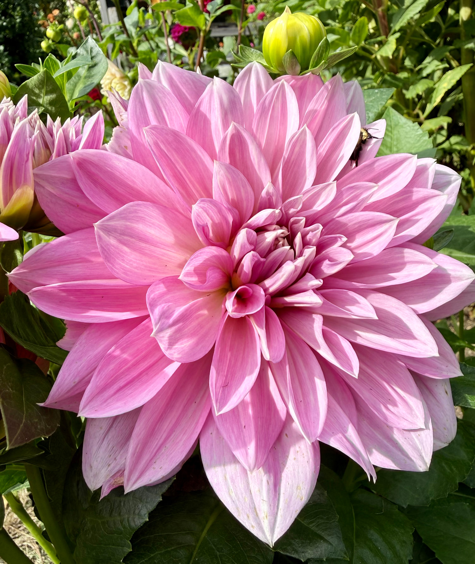 Lavender Perfection dahlia – Honey & Bloom Barn