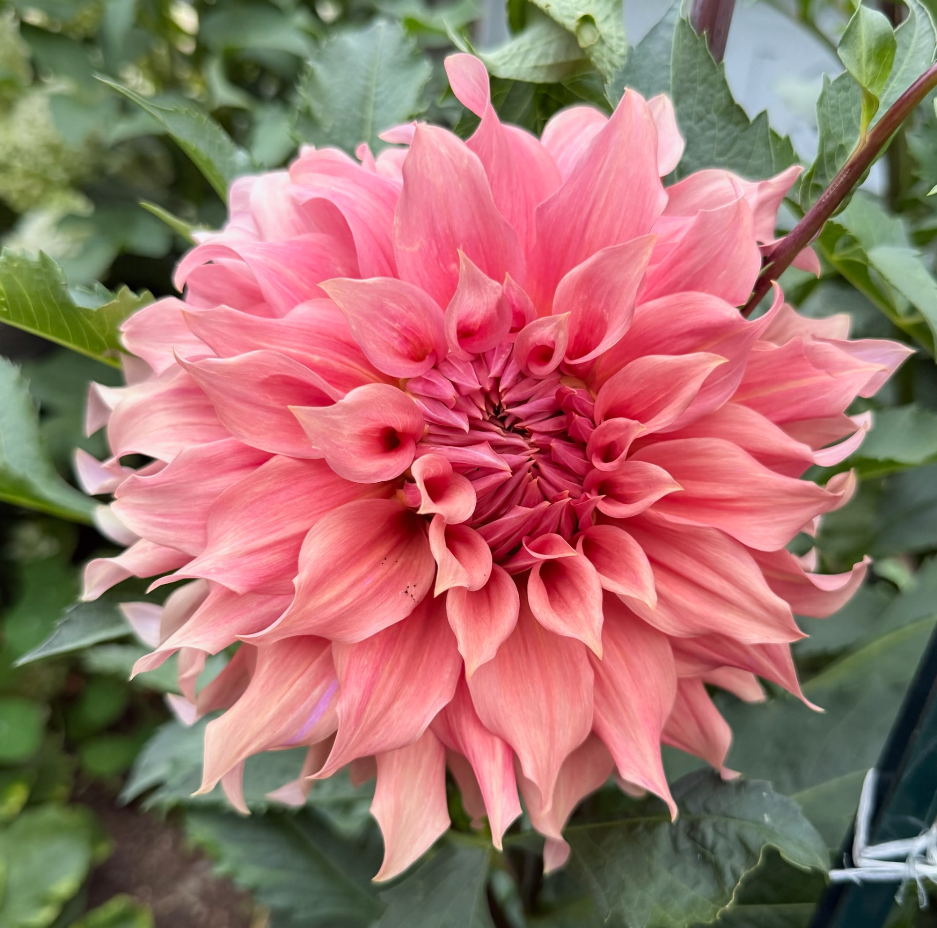 Sierra Glow dahlia – Honey & Bloom Barn