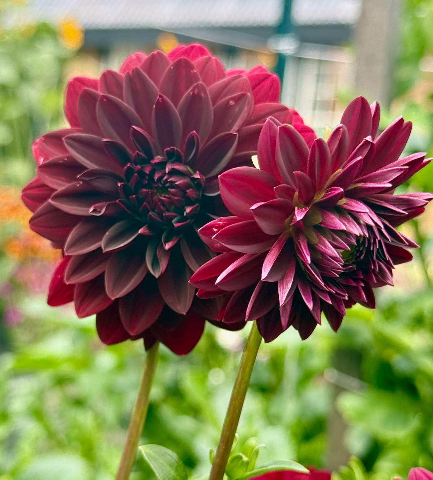 Arabian Night dahlia – Honey & Bloom Barn