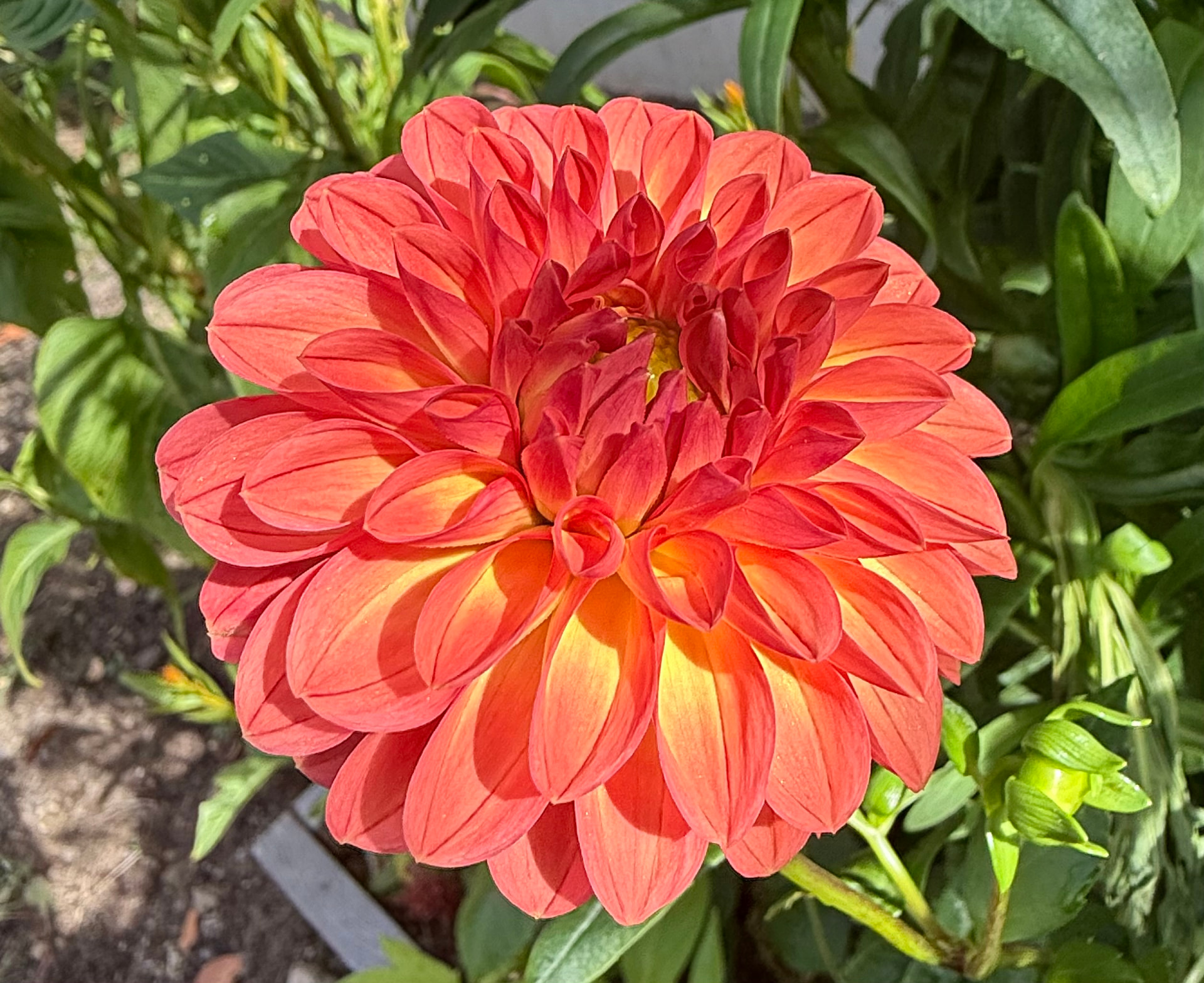 Chimacum Nadjae dahlia – Honey & Bloom Barn