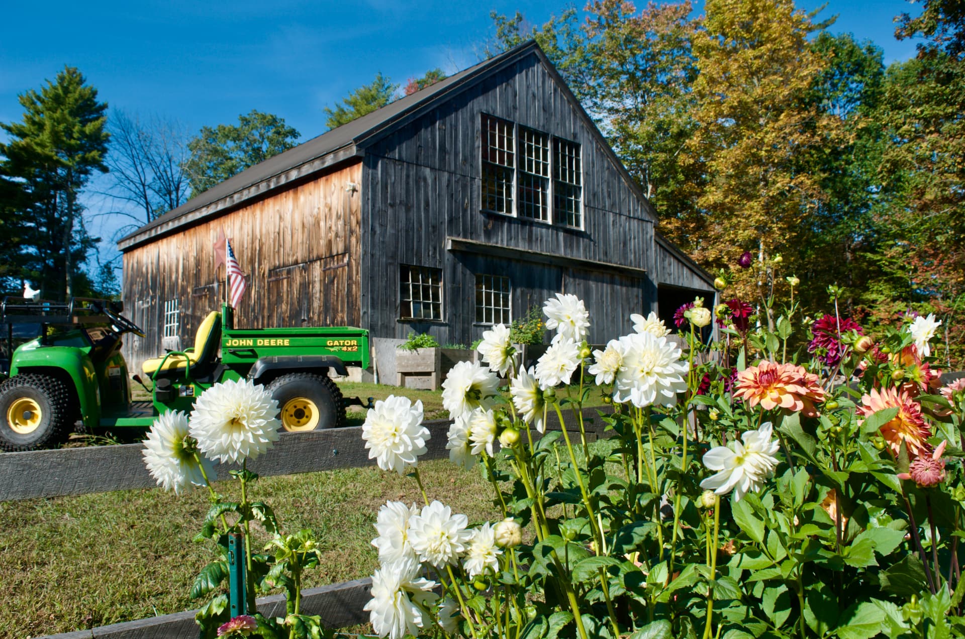 Dahlias blooming in front of the weathered barn and green Gator at Honey & Bloom Barn