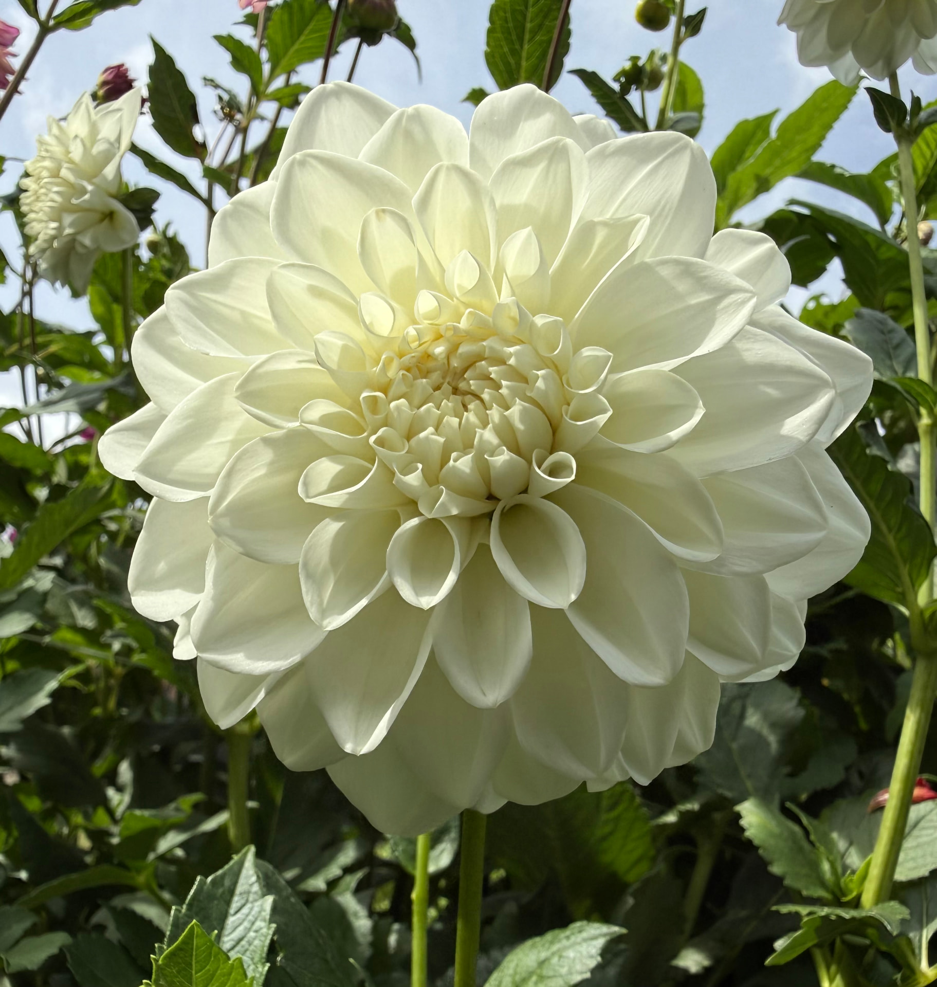 Mt. Hood dahlia – Honey & Bloom Barn