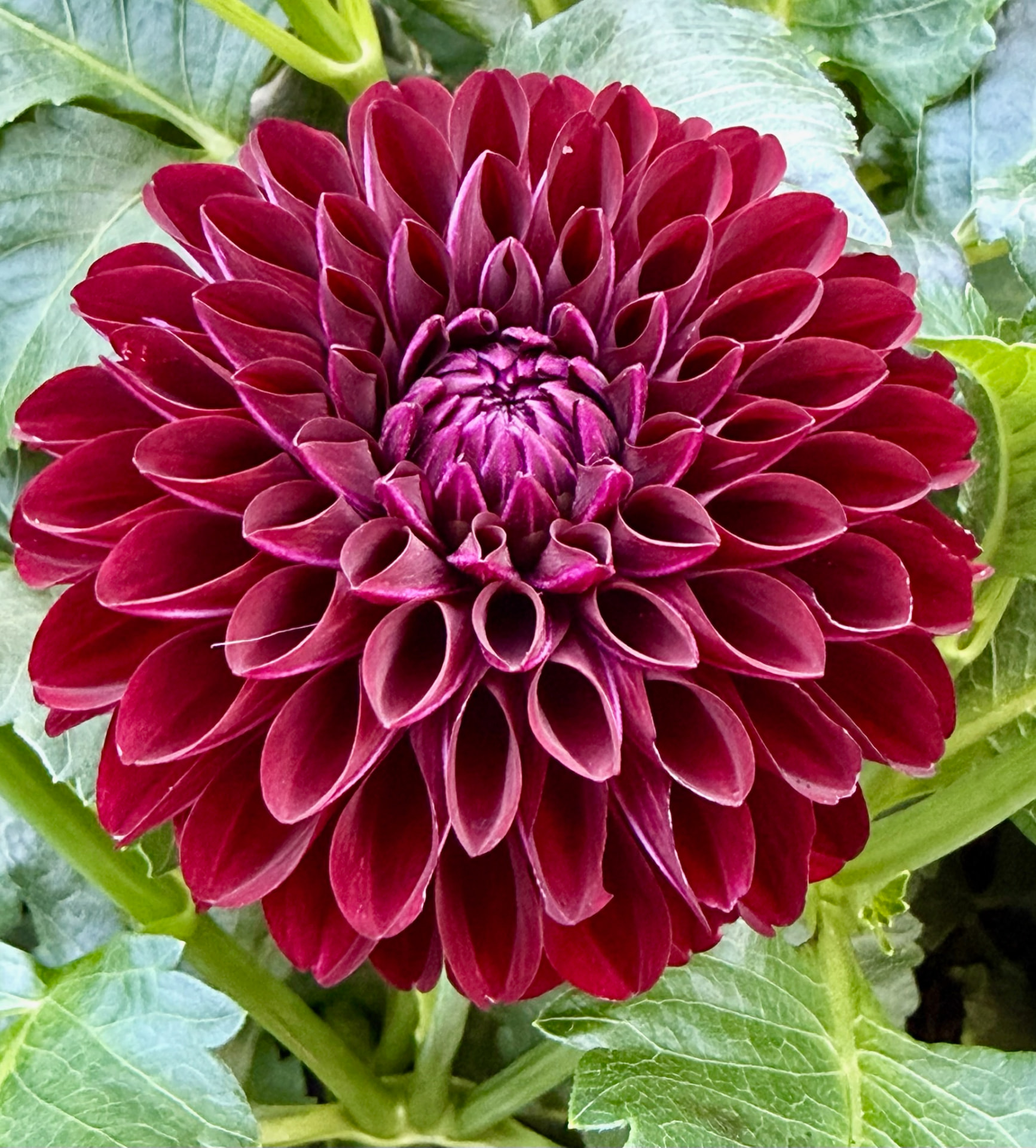 Nighty Night dahlia – Honey & Bloom Barn