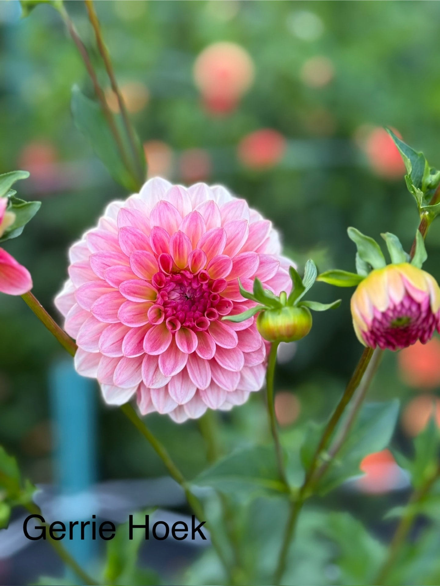 Gerrie Hoek dahlia – Honey & Bloom Barn