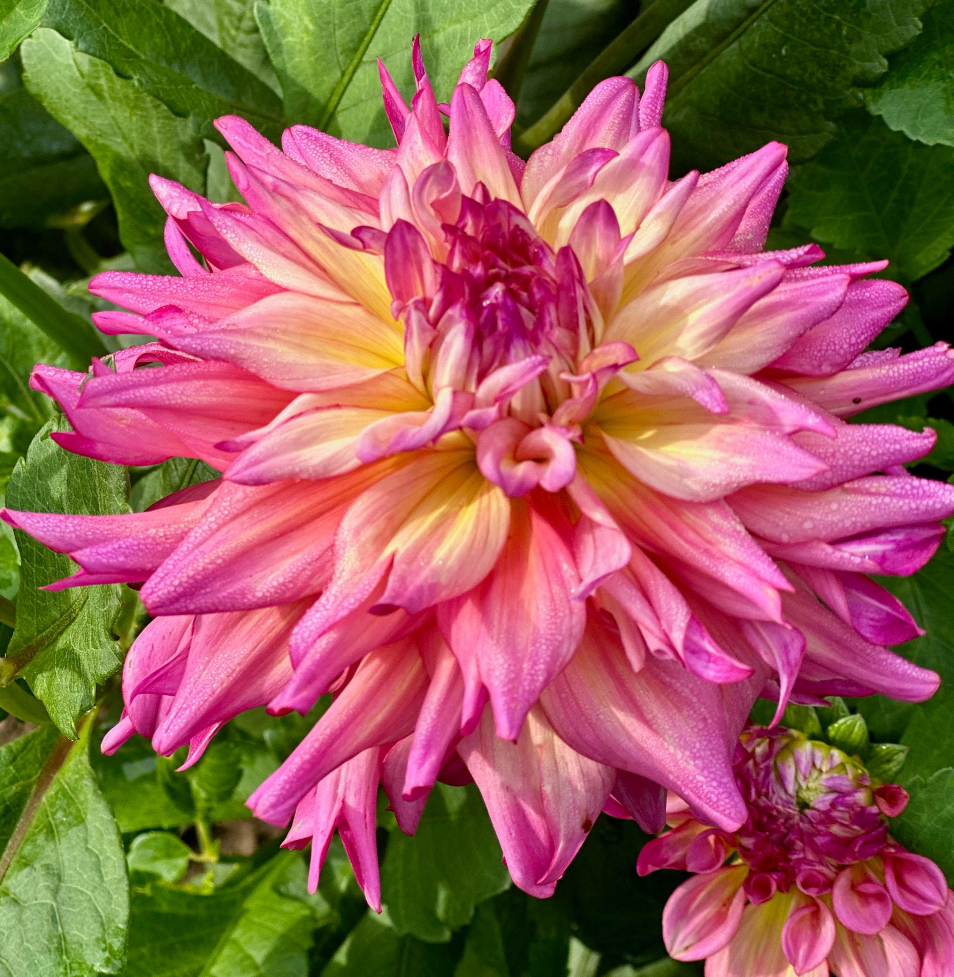 Bahama Mama dahlia – Honey & Bloom Barn