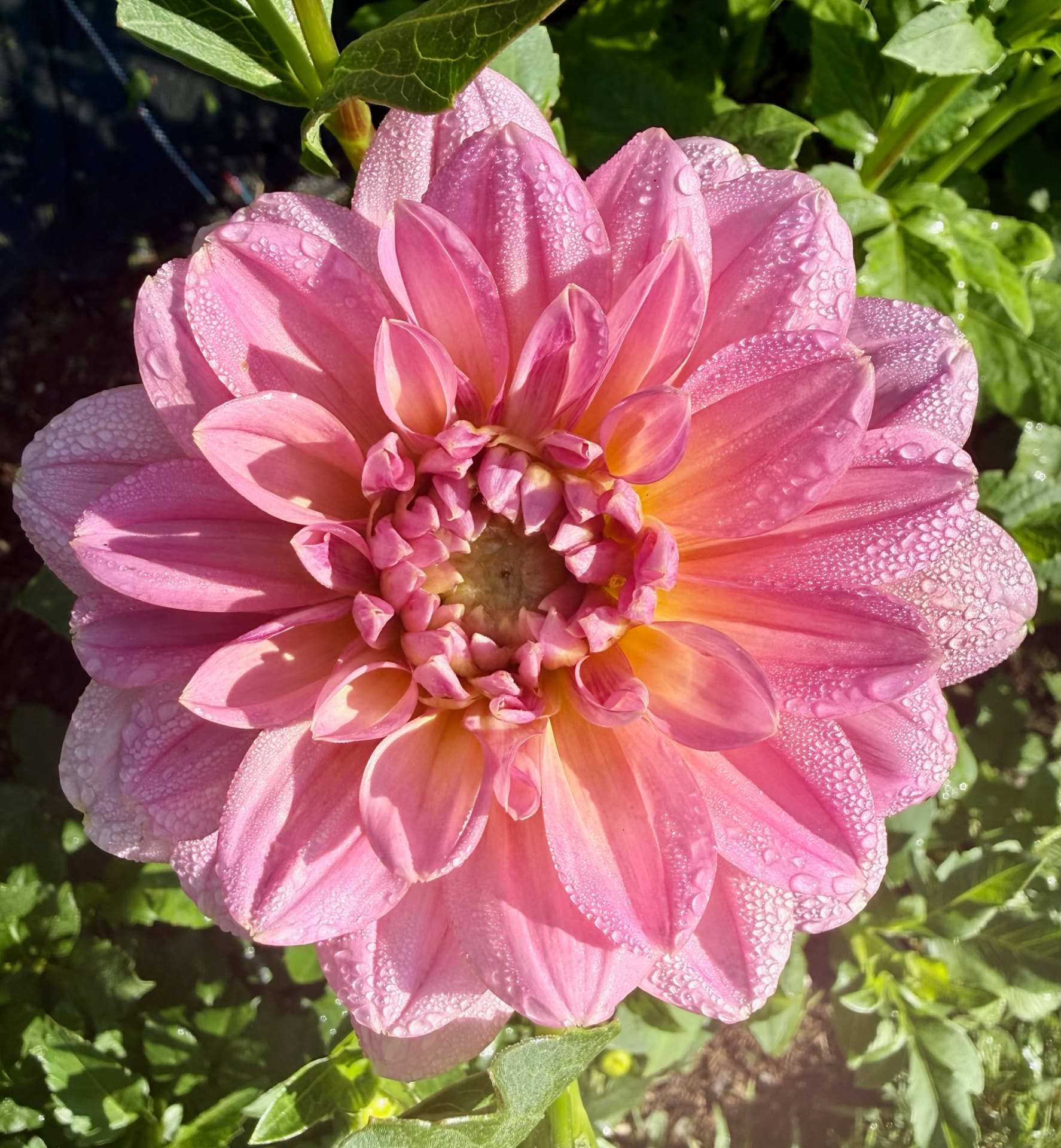Southern Belle dahlia – Honey & Bloom Barn