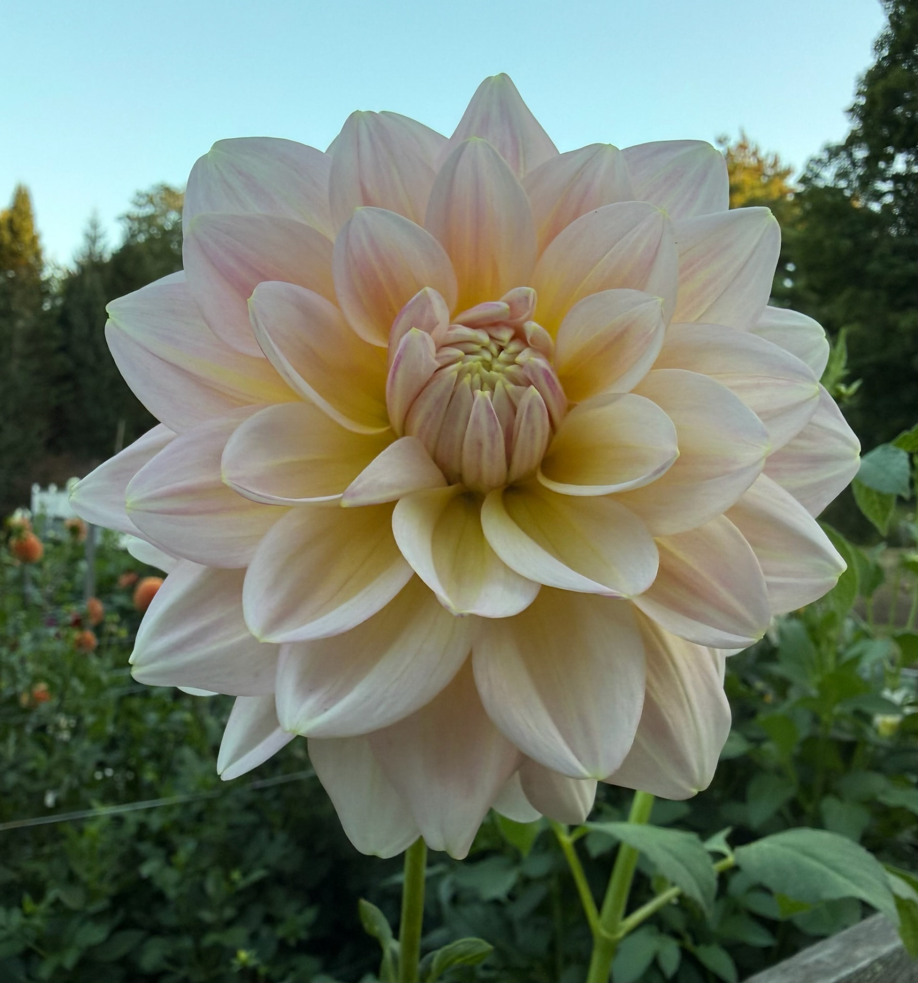 Sheer Heaven dahlia – Honey & Bloom Barn
