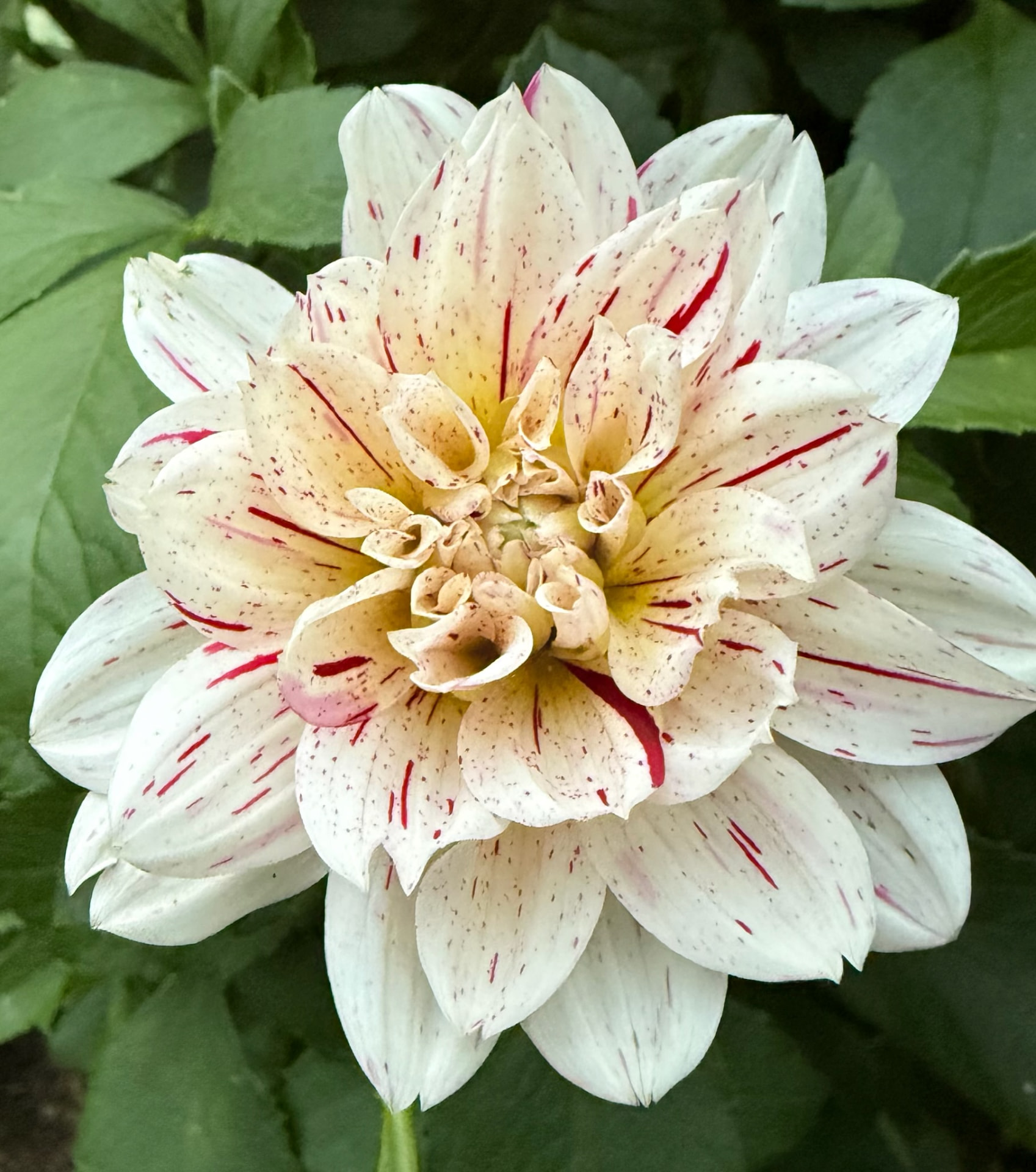 Picaso dahlia – Honey & Bloom Barn