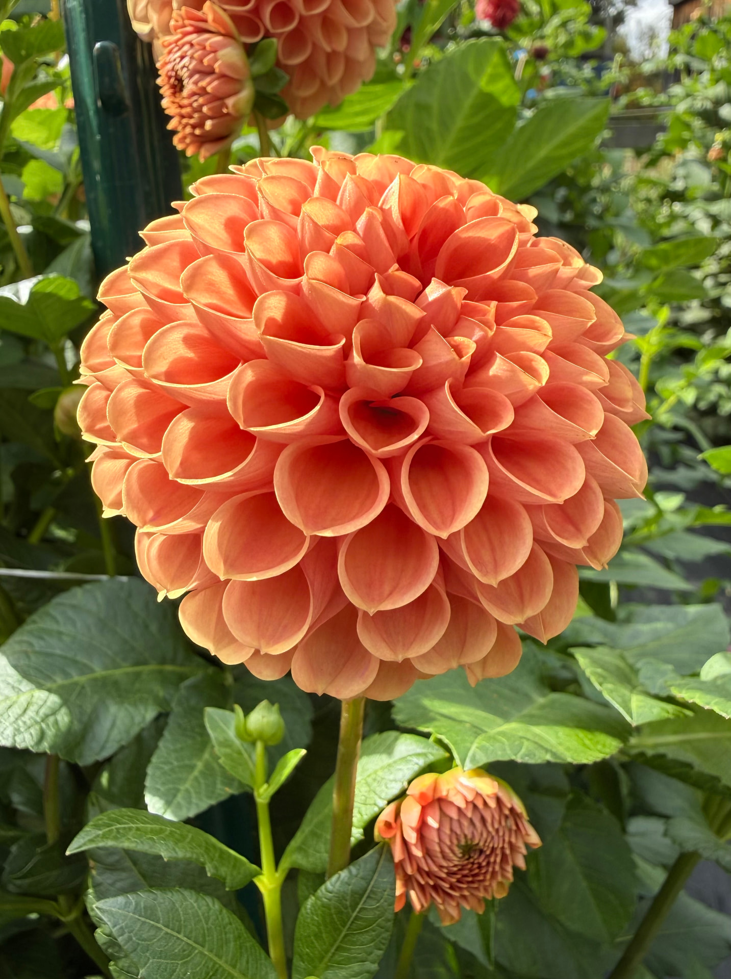 Cornell Bronze dahlia – Honey & Bloom Barn