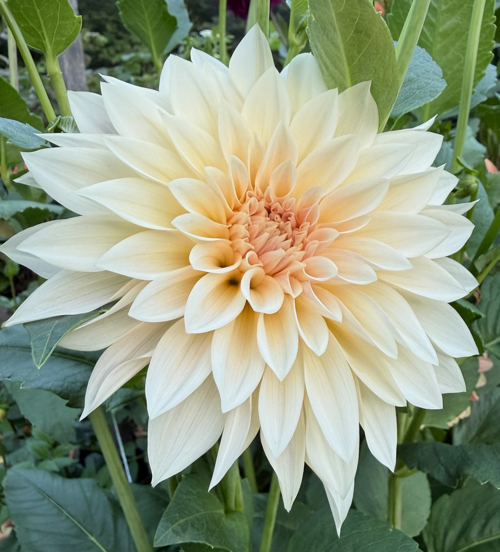 Joelleen dahlia – Honey & Bloom Barn