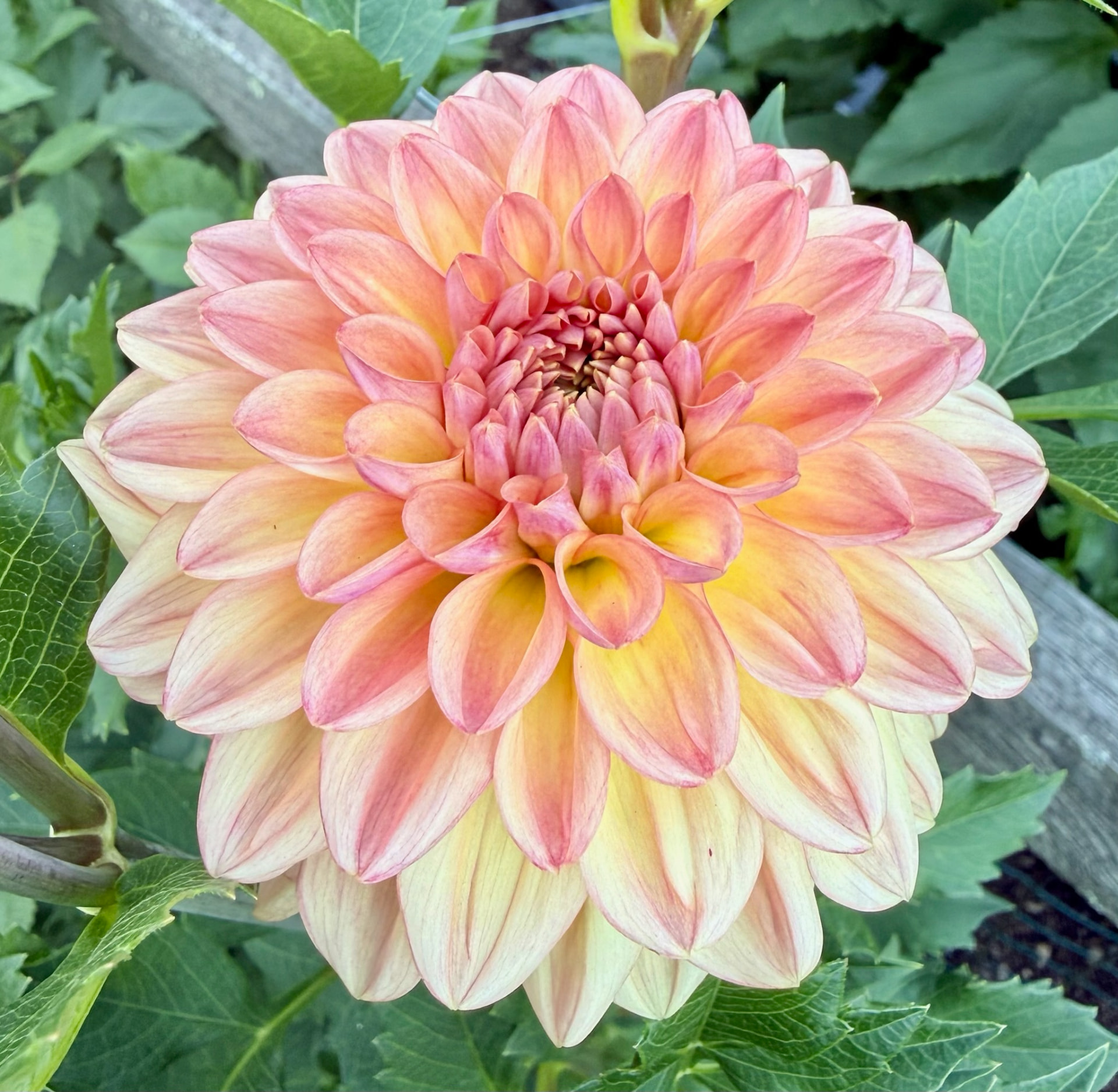 Lark's Ebb dahlia – Honey & Bloom Barn