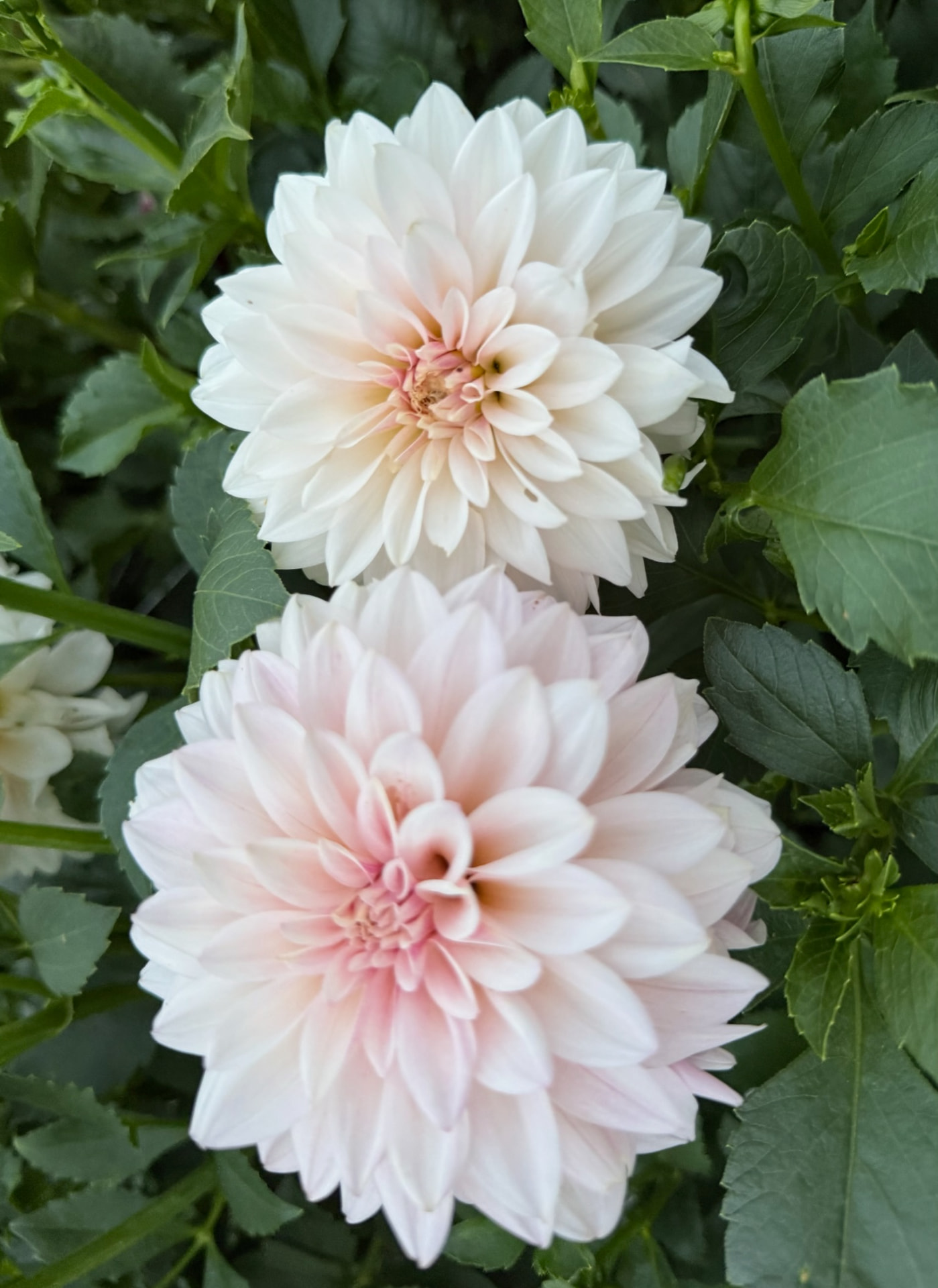 Mocha Jake dahlia – Honey & Bloom Barn