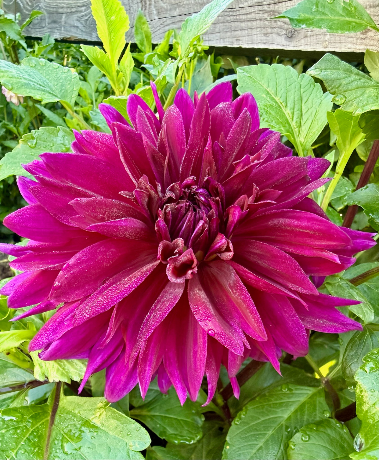 Thomas Edison dahlia – Honey & Bloom Barn