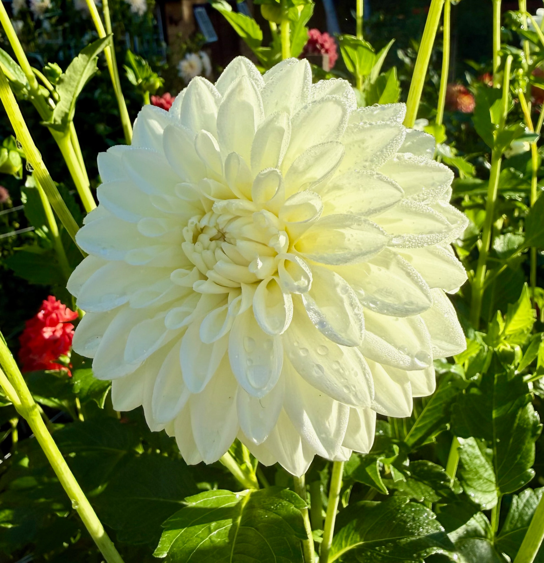 Blizzard dahlia – Honey & Bloom Barn