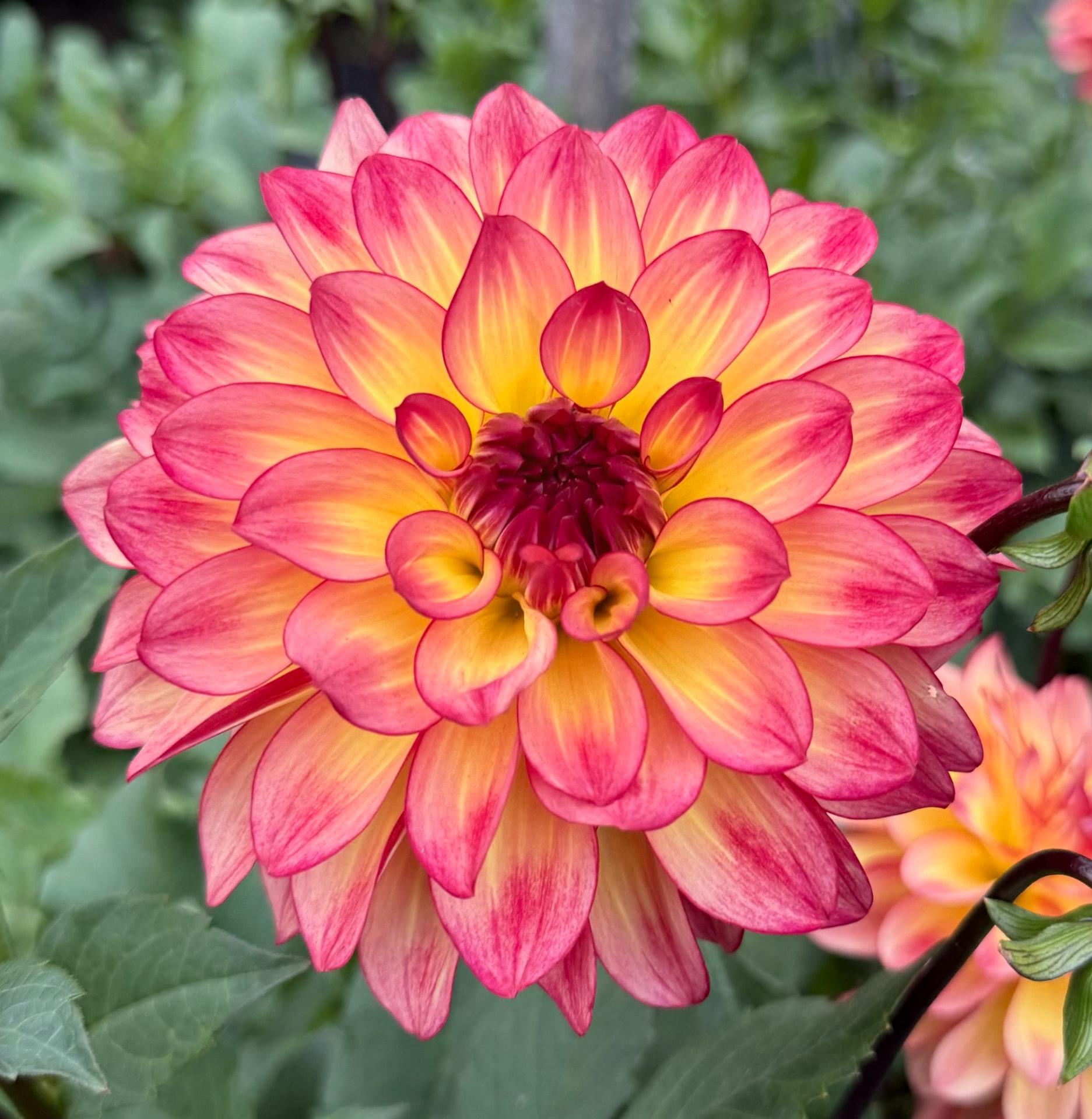 Mai Tai dahlia – Honey & Bloom Barn