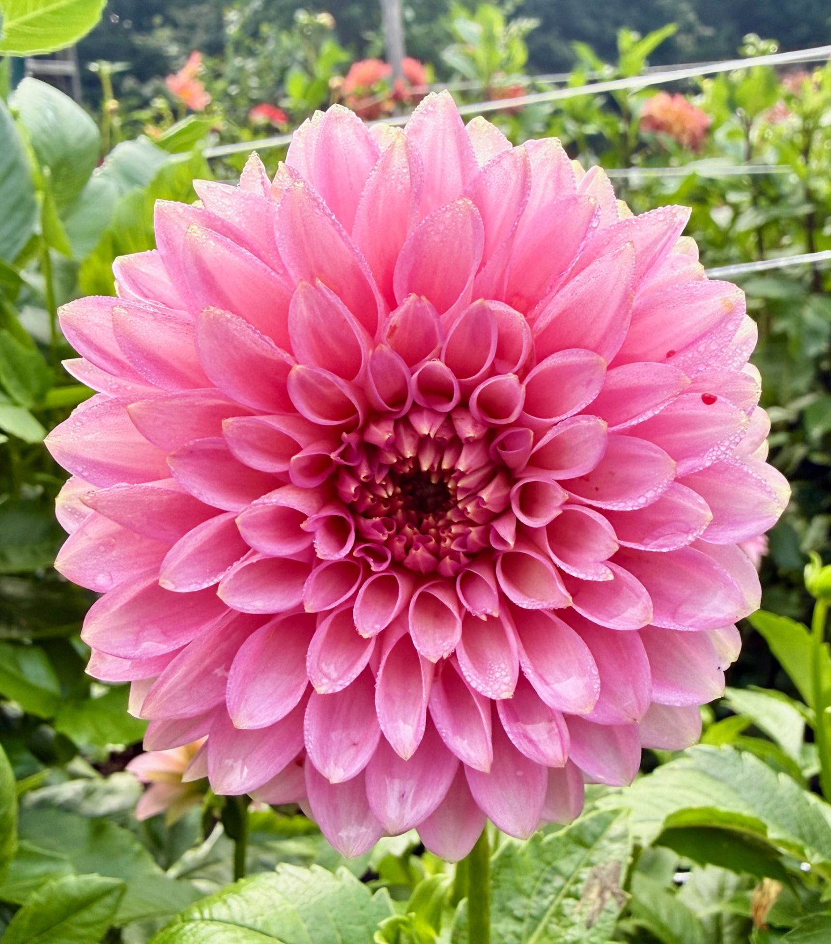 Pink Parfait dahlia – Honey & Bloom Barn