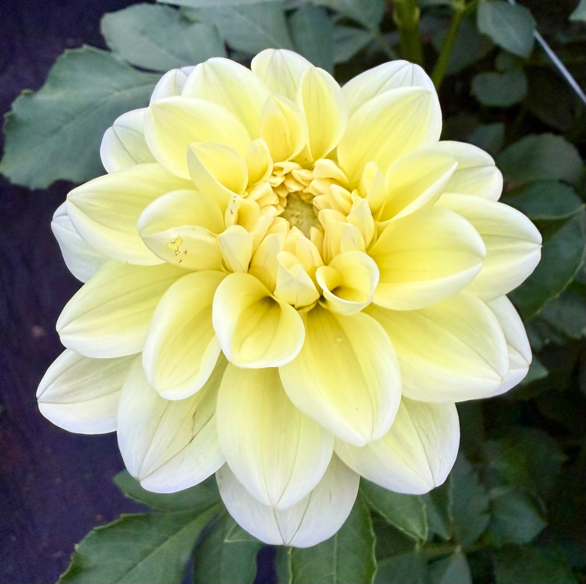 Sunkissed dahlia – Honey & Bloom Barn