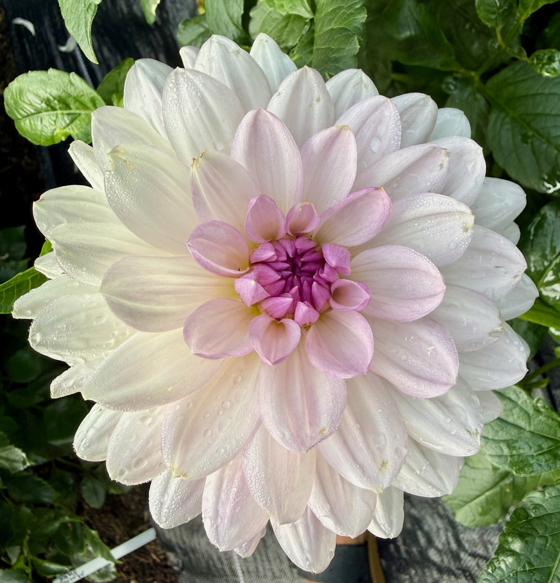 Valentino dahlia – Honey & Bloom Barn