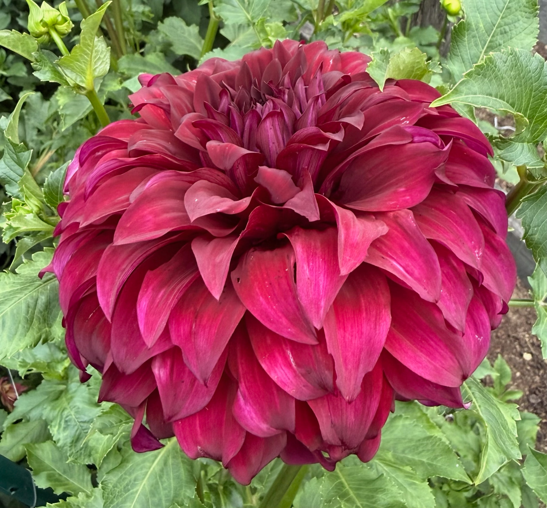 Spartacus dahlia – Honey & Bloom Barn