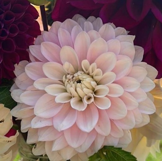 Daddy's Girl dahlia – Honey & Bloom Barn