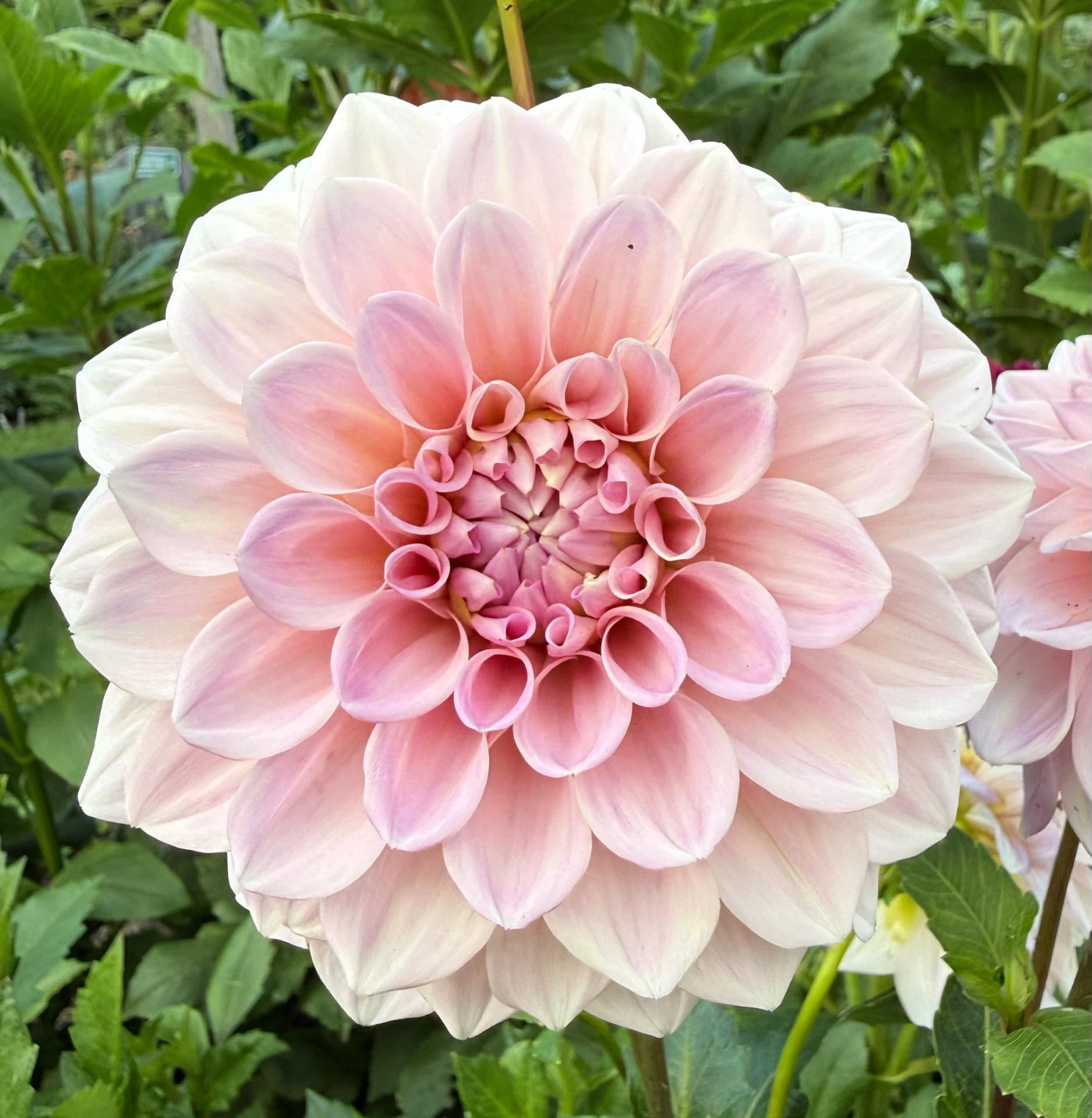 Sweet Natalie dahlia – Honey & Bloom Barn