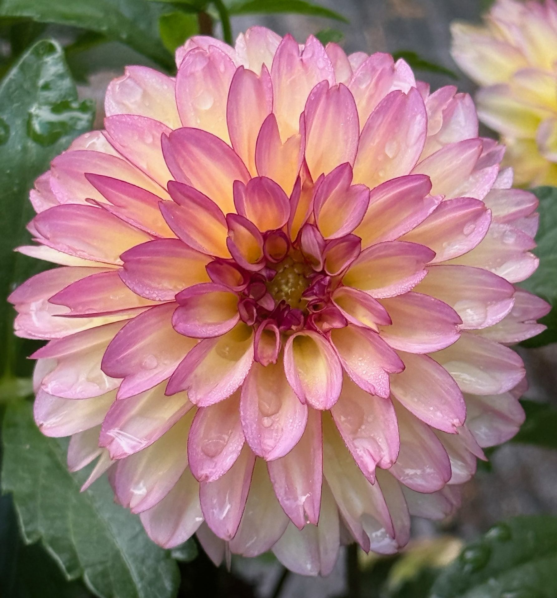 Foxy Lady dahlia – Honey & Bloom Barn