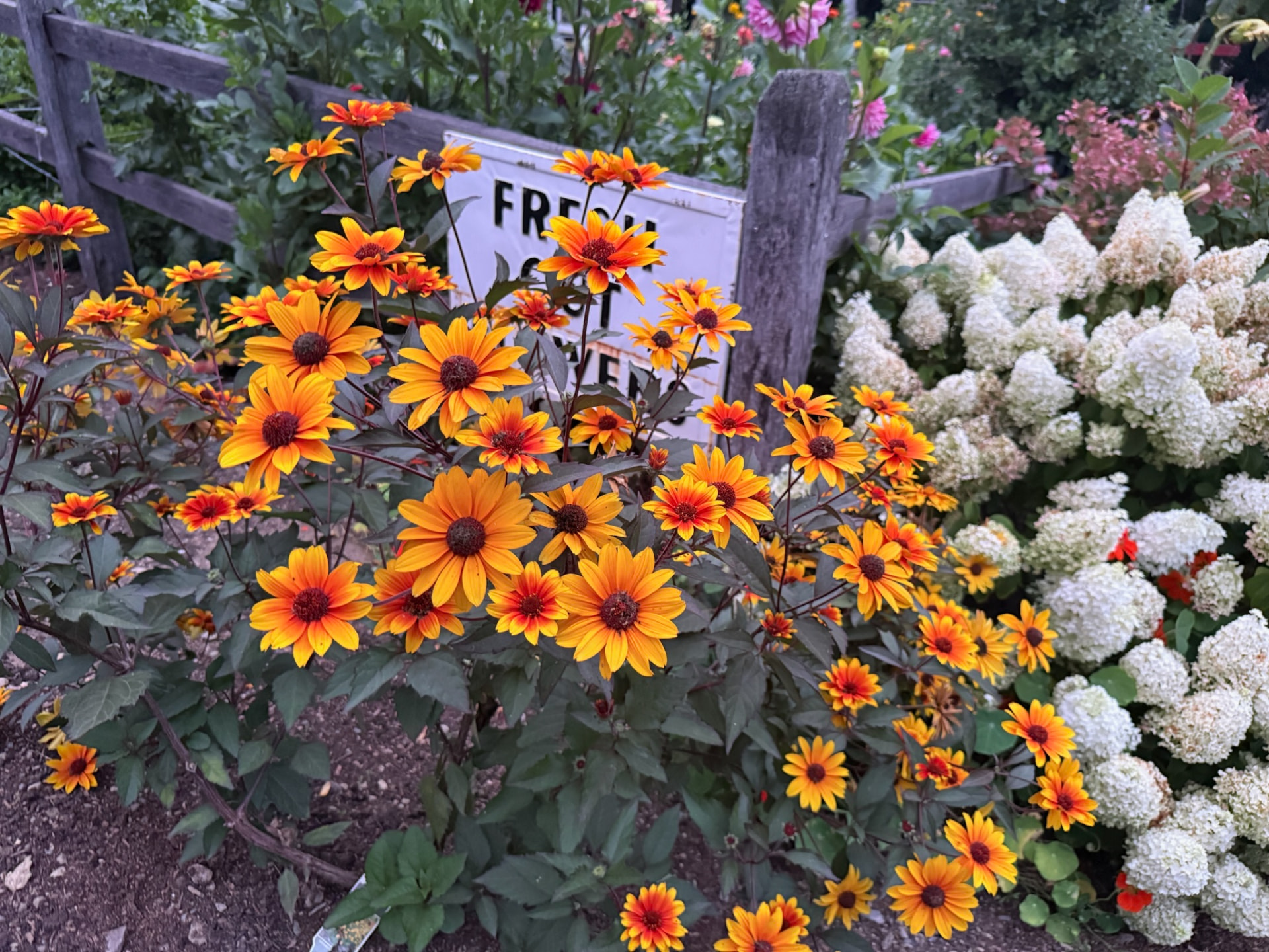 A “Fresh Cut Flowers” sign behind orange and yellow blooms and white hydrangeas