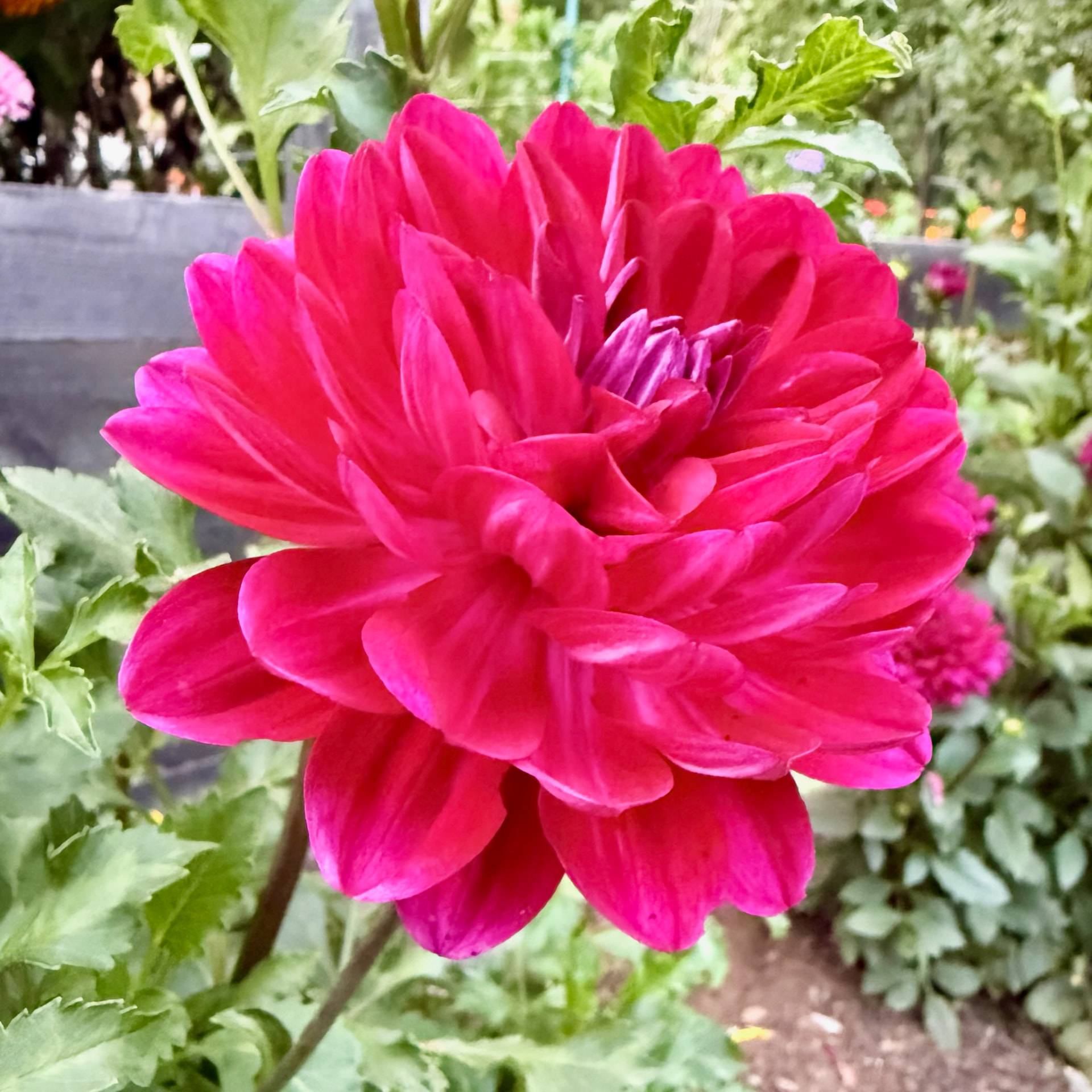 Sandia Bertha dahlia – Honey & Bloom Barn