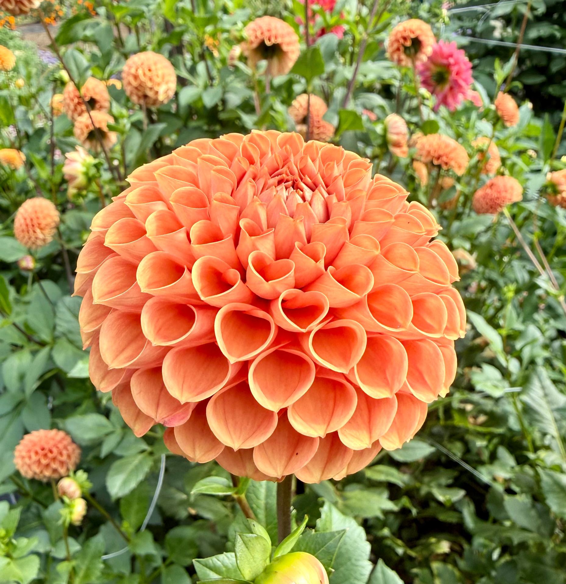 Jomanda dahlia – Honey & Bloom Barn