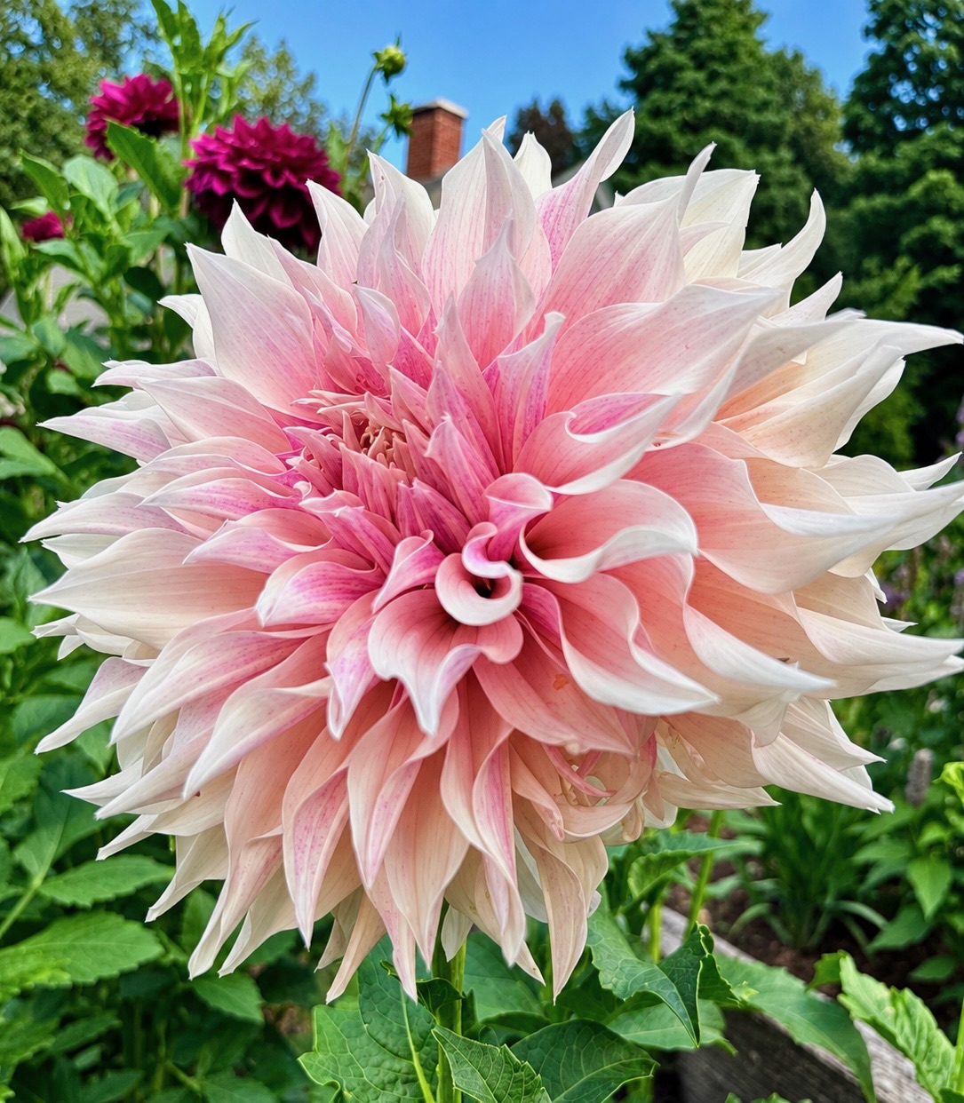 Lavender Blush dahlia – Honey & Bloom Barn