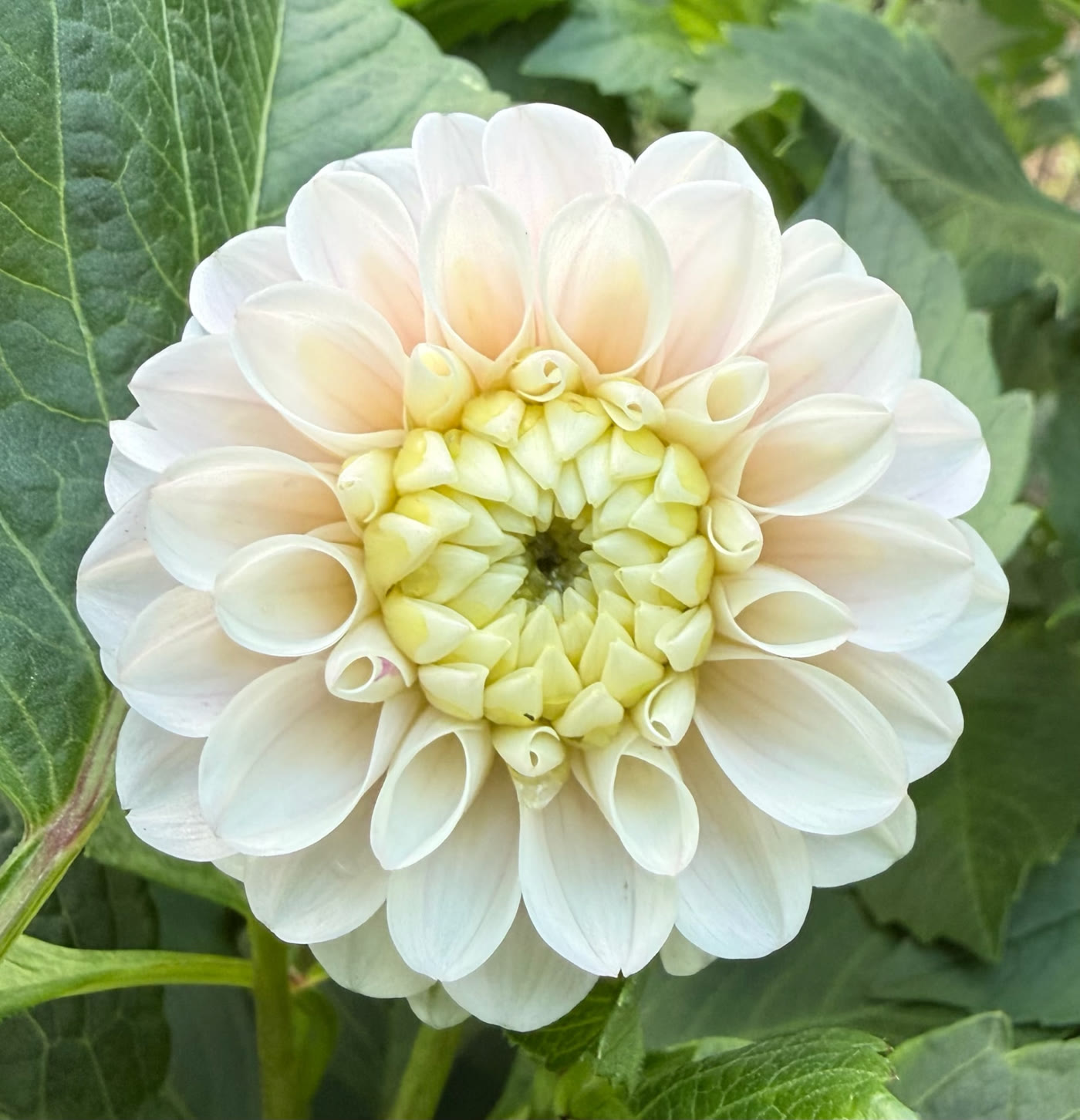 20th Ave Memory dahlia – Honey & Bloom Barn