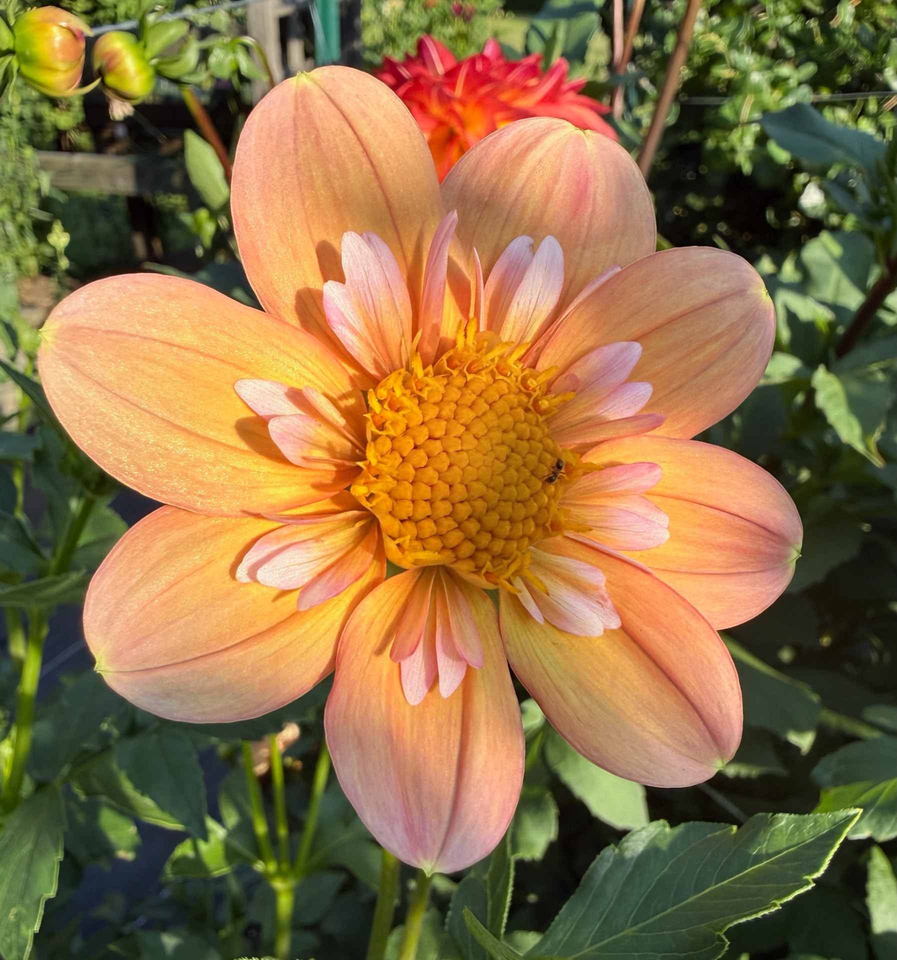 Destiny Eyah dahlia – Honey & Bloom Barn