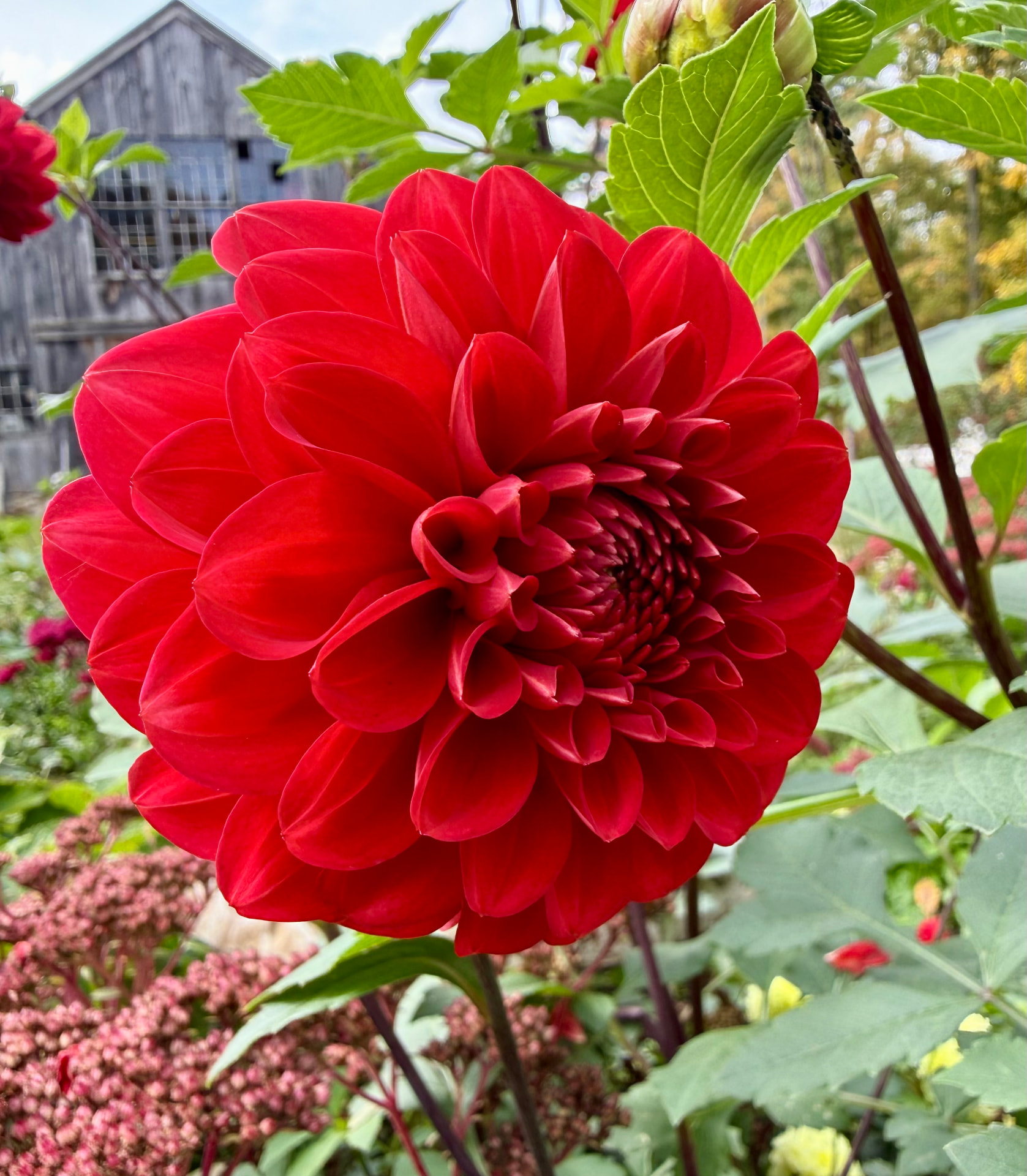 Bea Bob dahlia – Honey & Bloom Barn