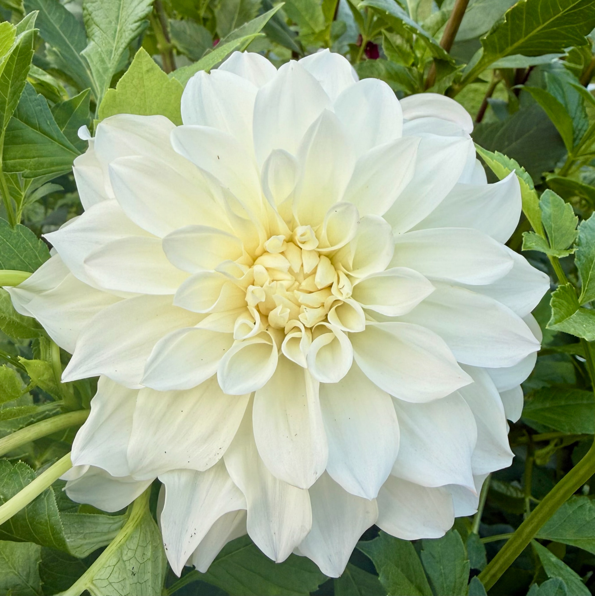 Sterling Silver dahlia – Honey & Bloom Barn