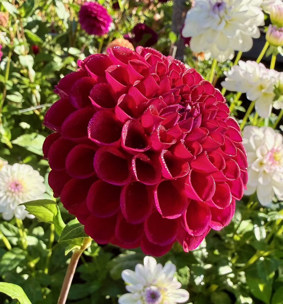 Ivanetti dahlia – Honey & Bloom Barn
