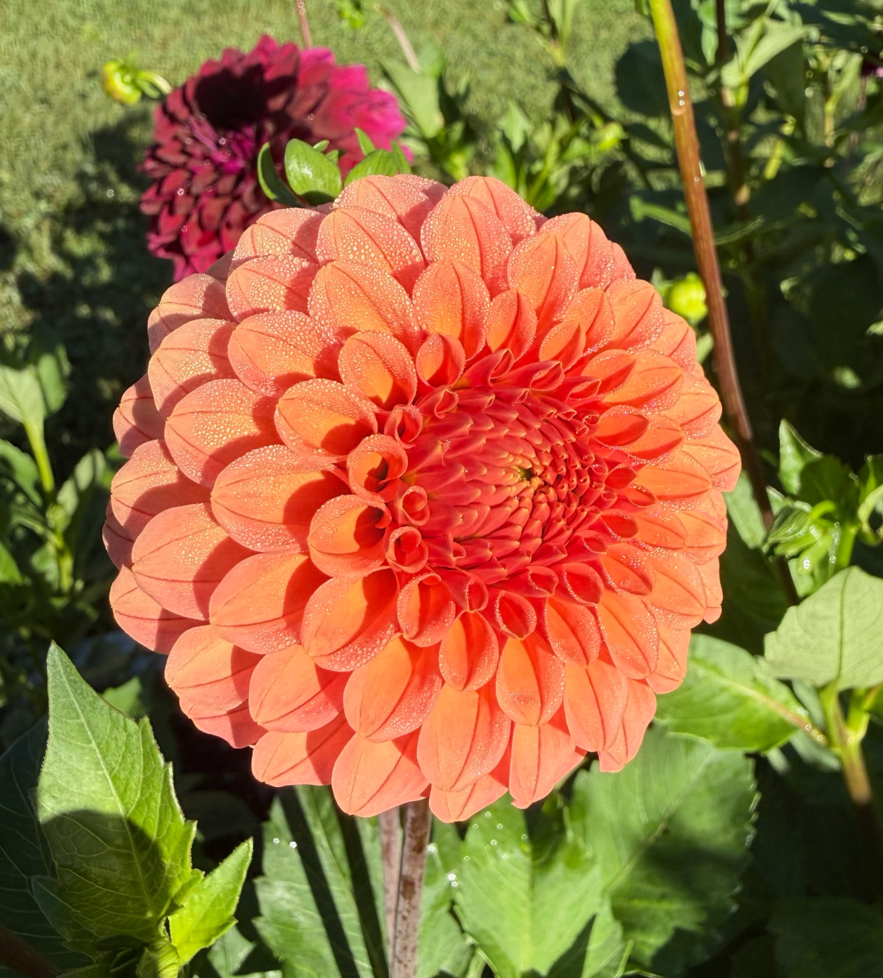 Rose Toscano dahlia – Honey & Bloom Barn