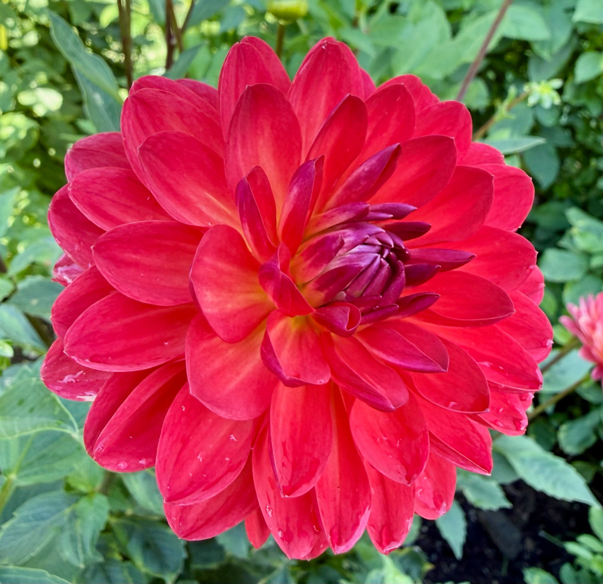 Matti Boo dahlia – Honey & Bloom Barn