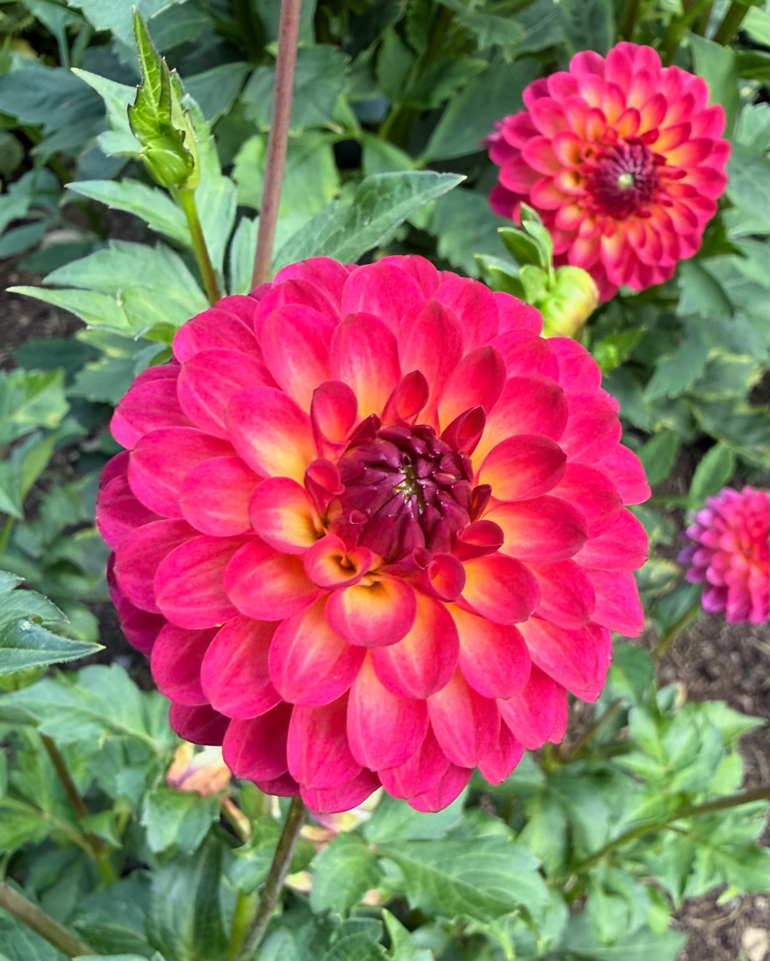 Razzmatazz dahlia – Honey & Bloom Barn