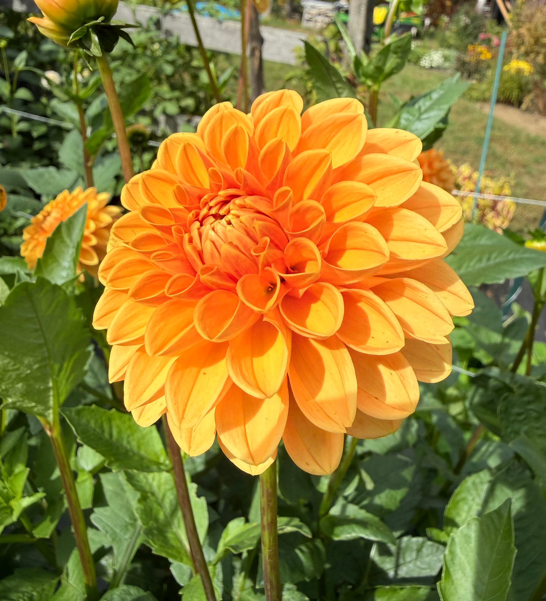Maarn dahlia – Honey & Bloom Barn
