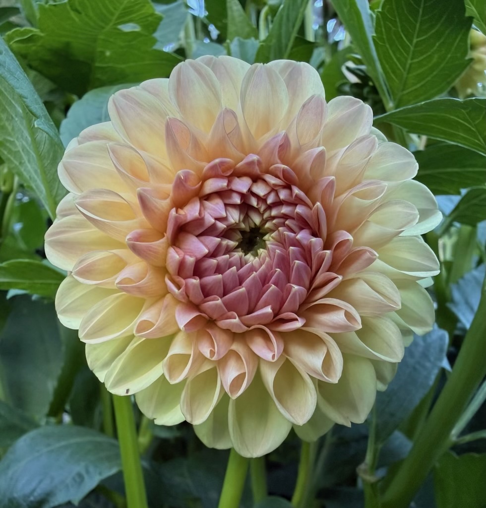 Clearview Peachy dahlia – Honey & Bloom Barn