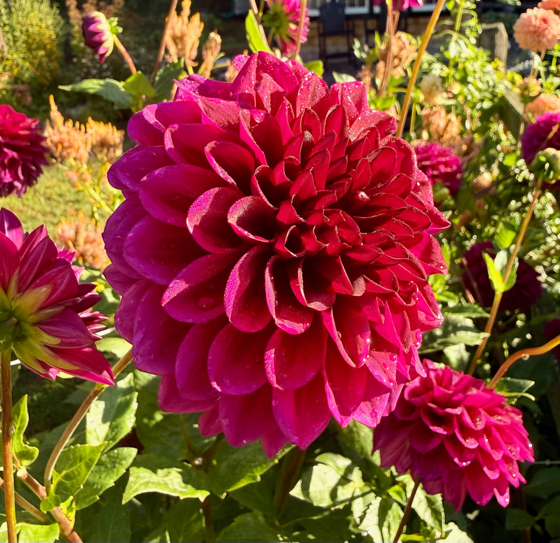 Lynn's Light dahlia – Honey & Bloom Barn