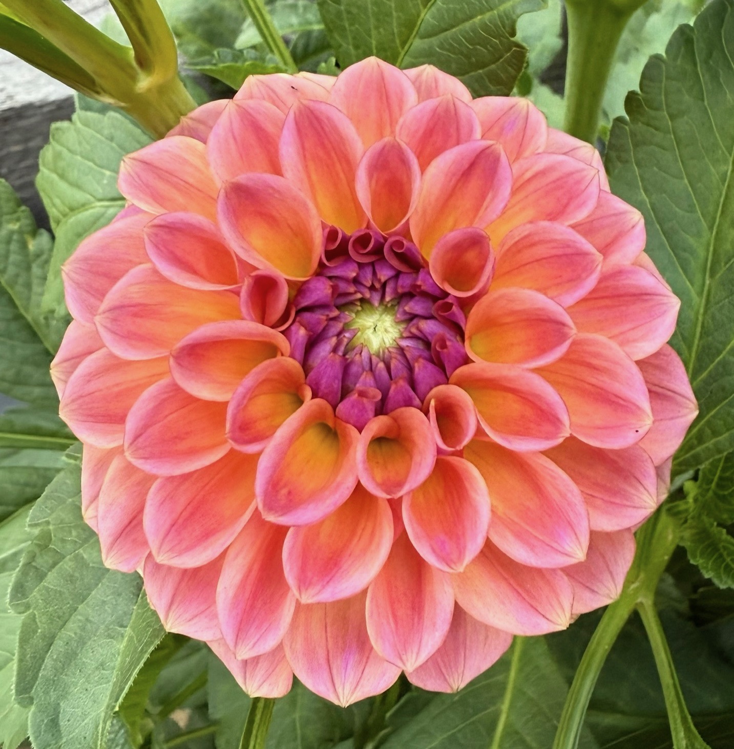 Chewy dahlia – Honey & Bloom Barn