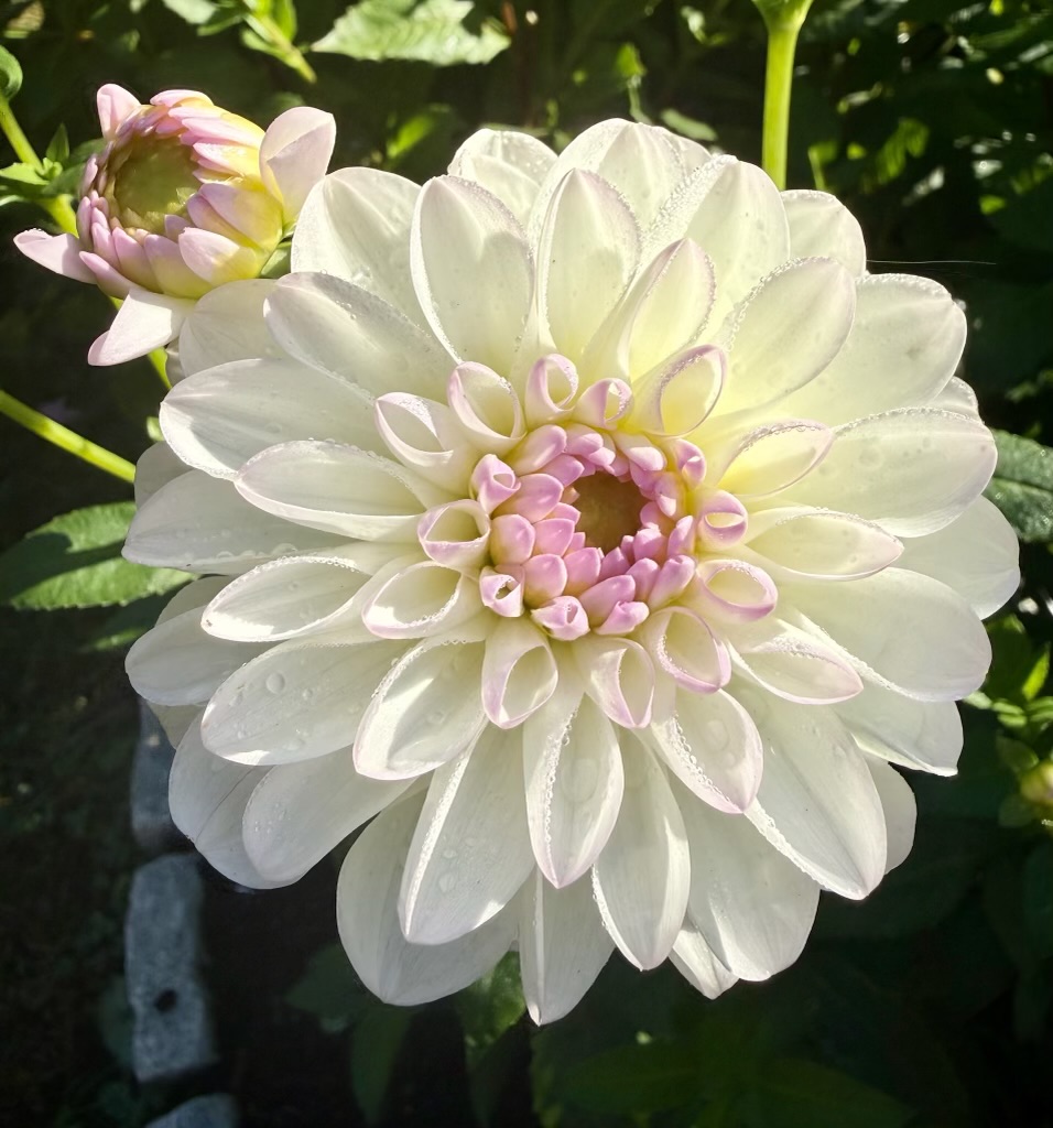Eveline dahlia – Honey & Bloom Barn