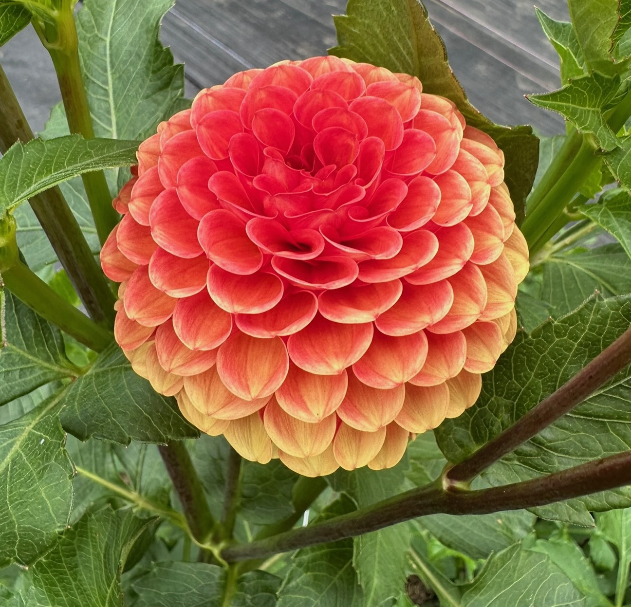 Valley Rust Bucket dahlia – Honey & Bloom Barn