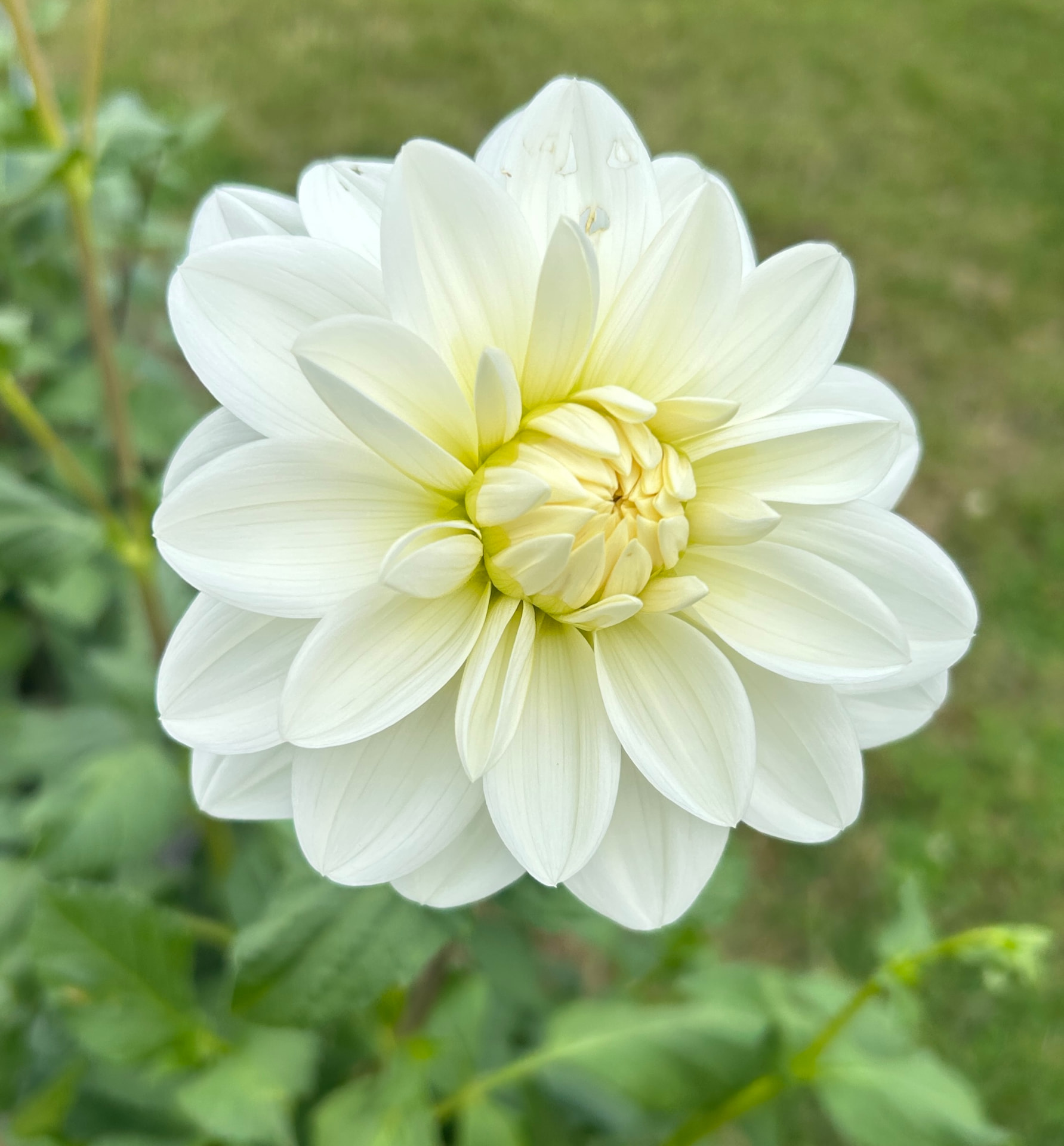 Bridezilla dahlia – Honey & Bloom Barn