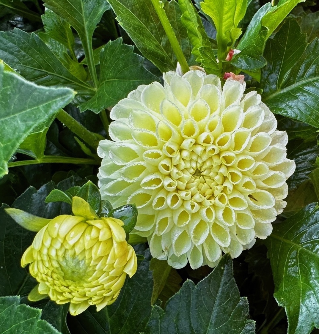 Netti dahlia – Honey & Bloom Barn
