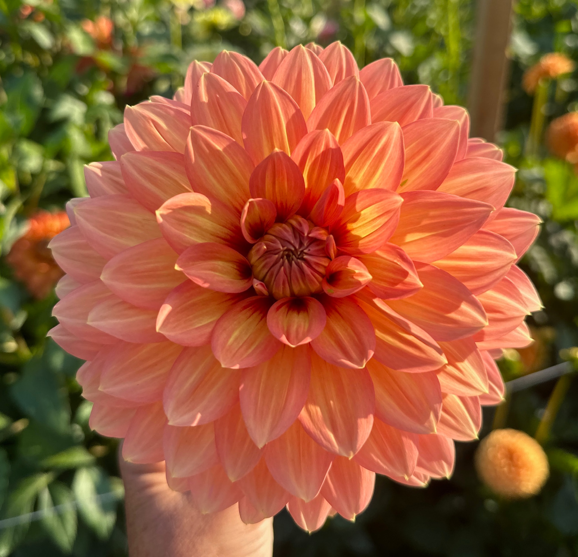 Nicholas dahlia – Honey & Bloom Barn