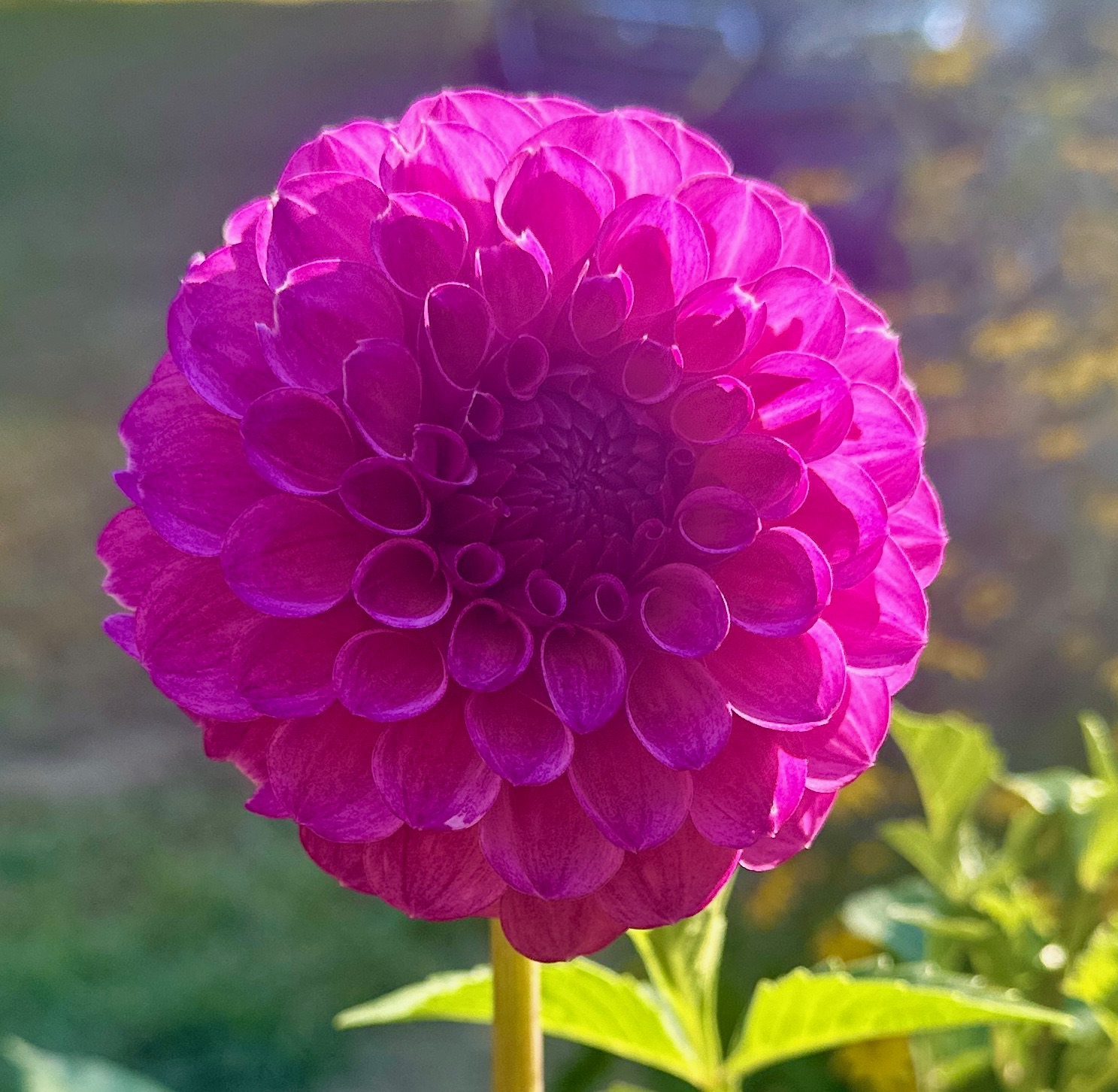 Robann Royal dahlia – Honey & Bloom Barn