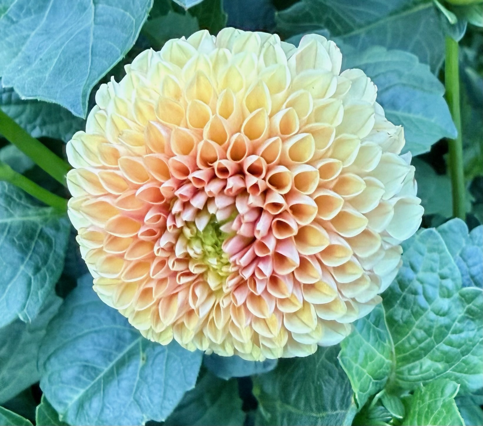 Hy Suntan dahlia – Honey & Bloom Barn