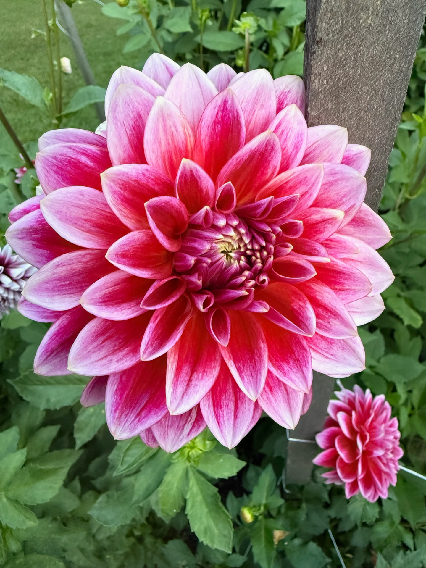 Canby Centennial dahlia – Honey & Bloom Barn